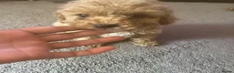 Cockapoo dogs for sale: 2 lovely little fur baby’s left both males  in Cambridge - Advert 4