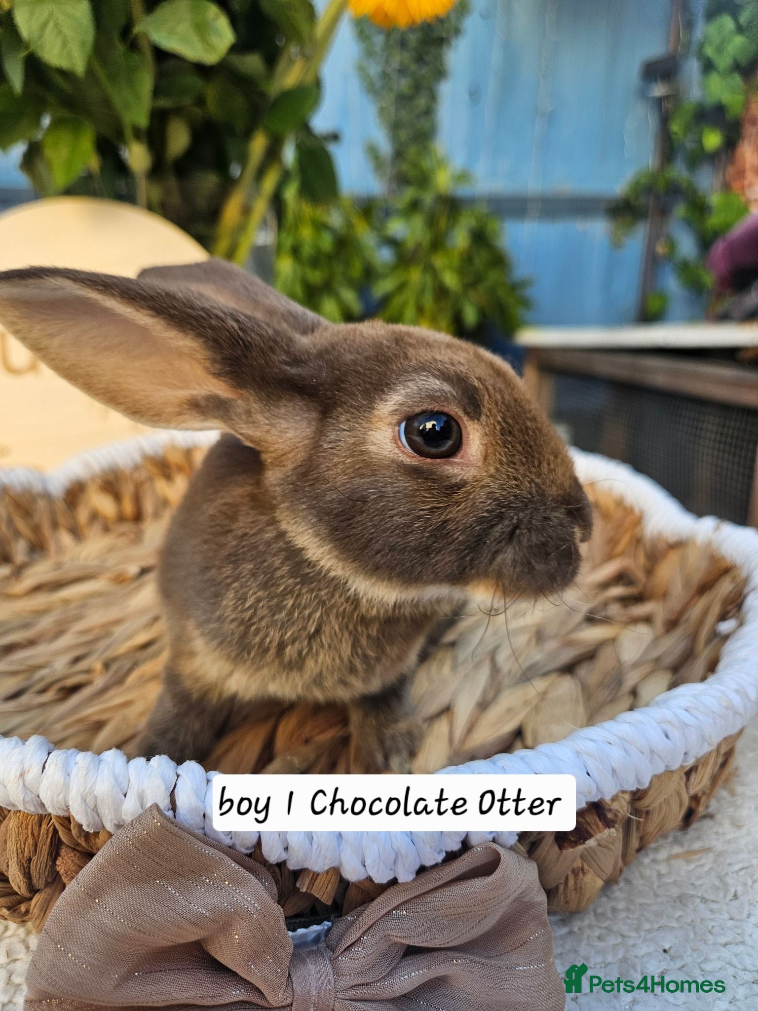 Rex rabbits Mini rex Chocolate & Lilac  - Advert 2