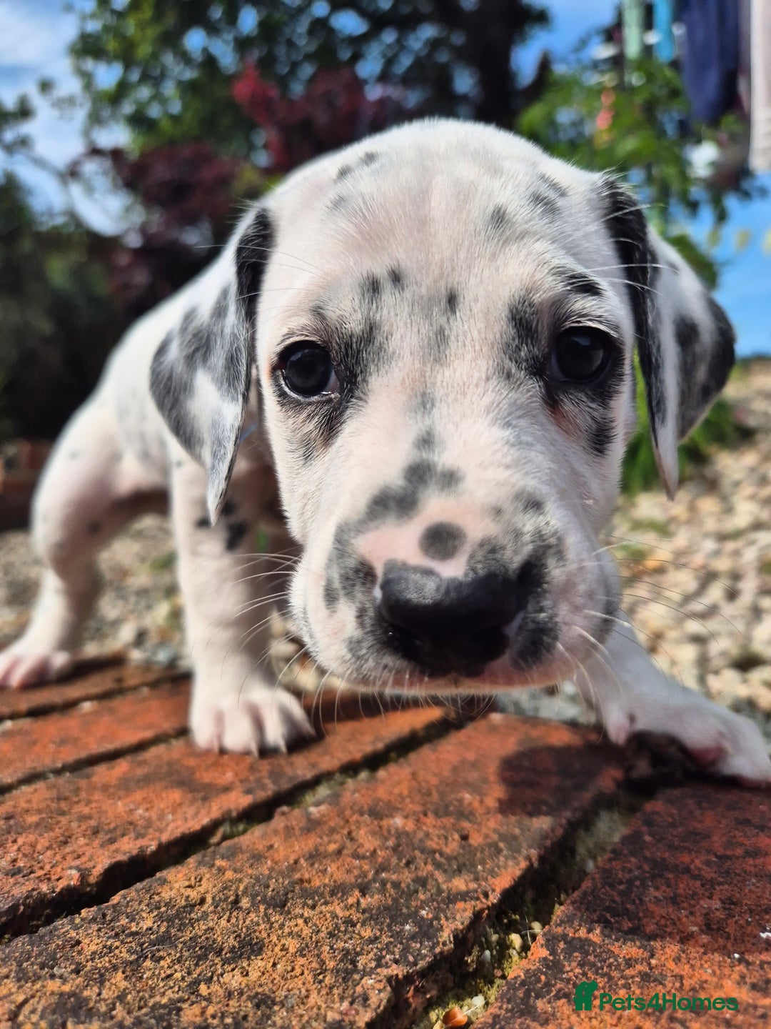 Dalmatian dogs for sale: 💙last LUA boy 💙 KC reg - Image 4