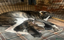 Mixed Breed dogs for sale: Last Whippet X puppy left  - Image 2