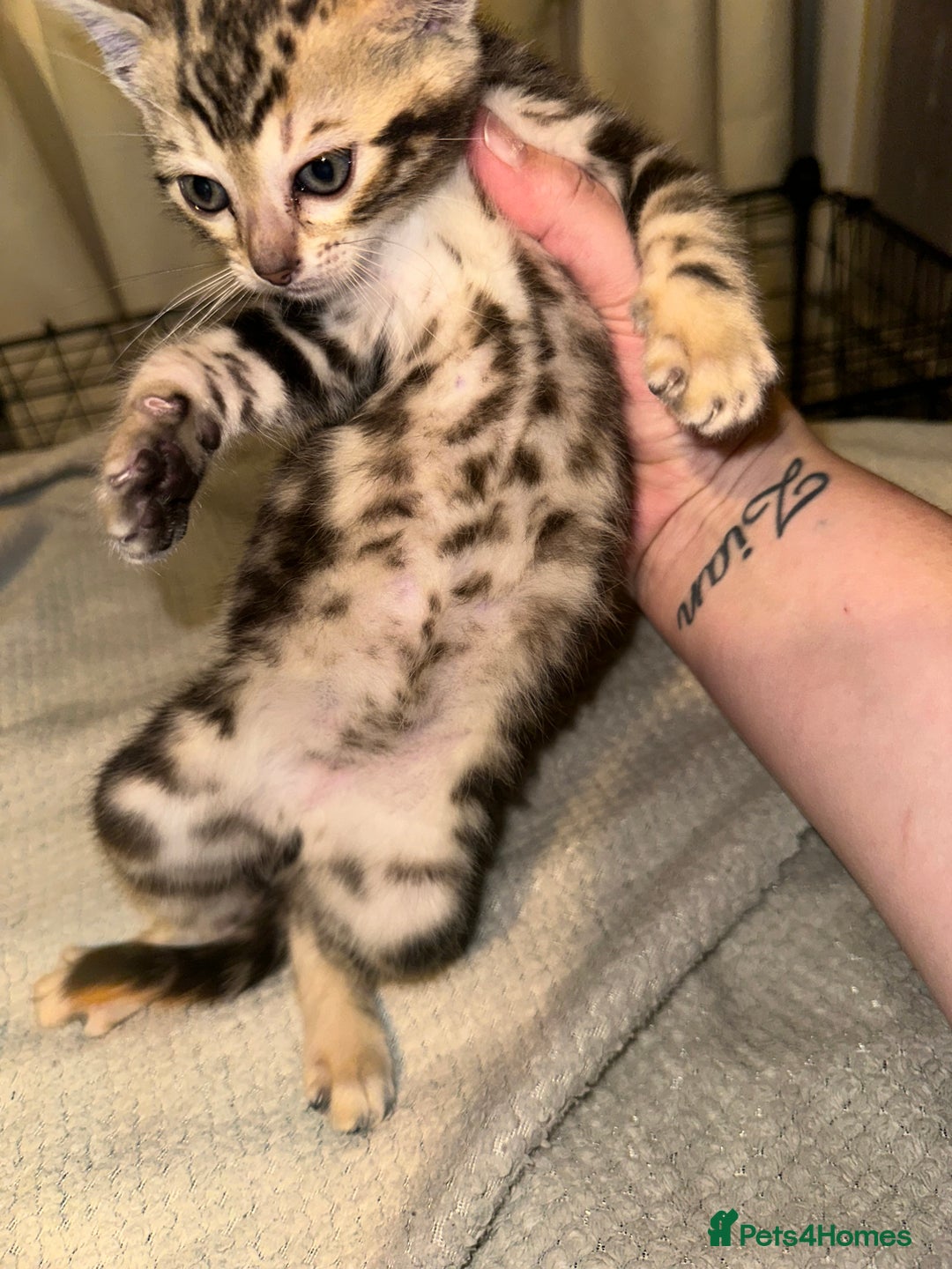 Bengal cats for sale: Snow Lynx, Marble & Brown Rosette Bengals - Image 35