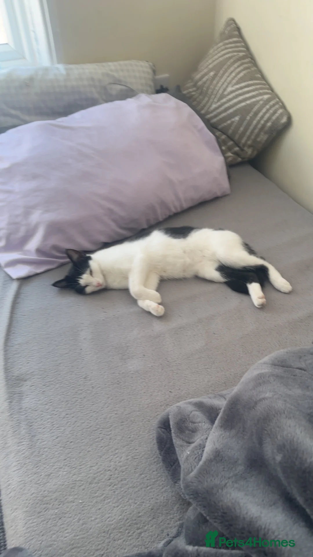 Mixed Breed cats for sale: Black and white domestic shorthair in Liverpool - Advert 2