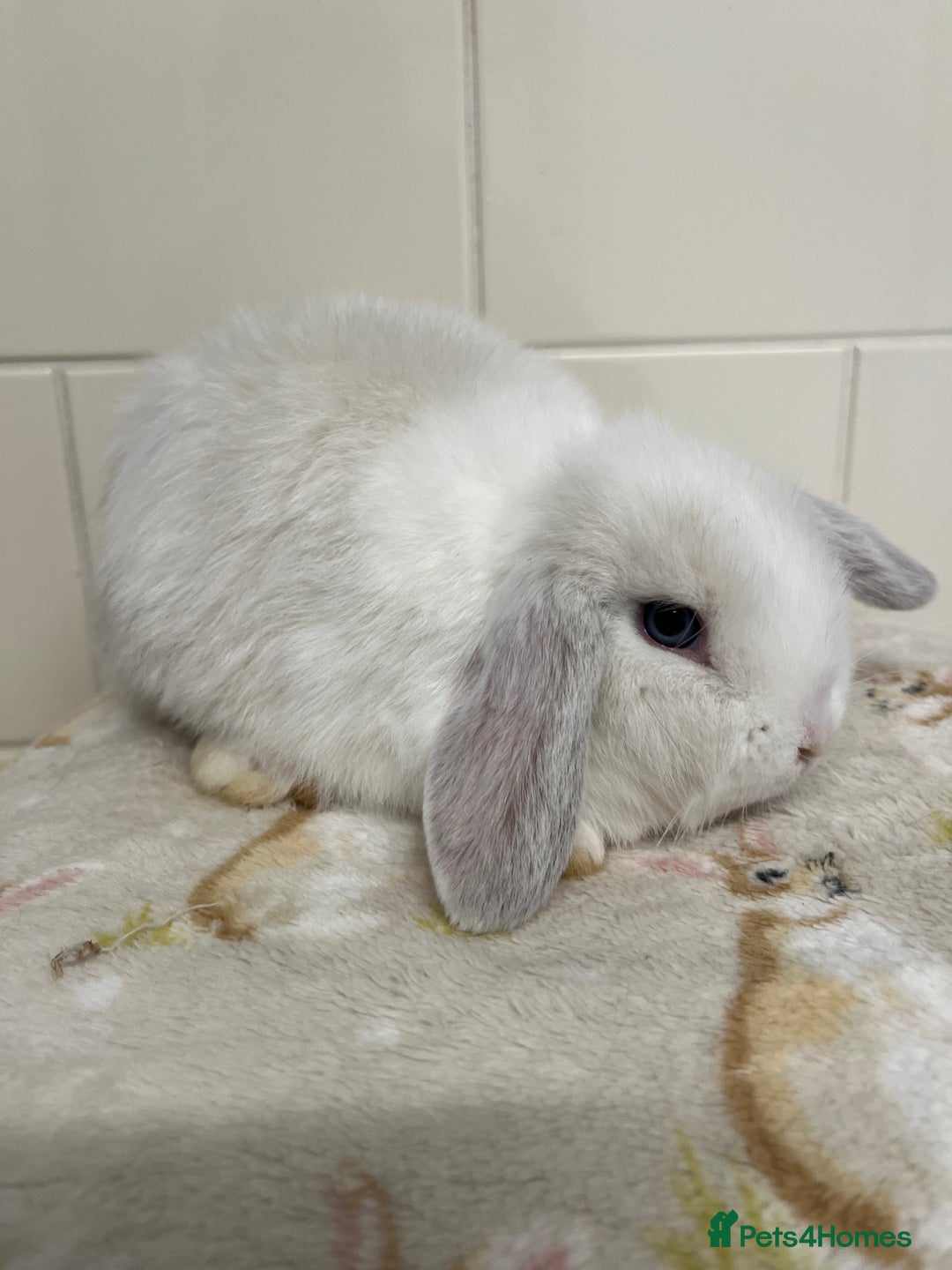 Mini Lop rabbits for sale: Stunning litter of mini lops ready soon  - Advert 2