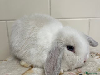 Mini Lop rabbits Stunning litter of mini lops ready soon - Advert 16