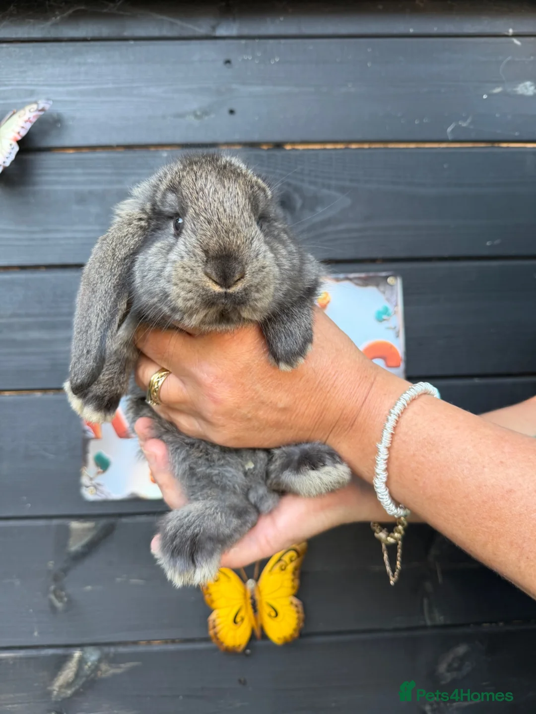 French Lop rabbits for sale: French lops  - Advert 2