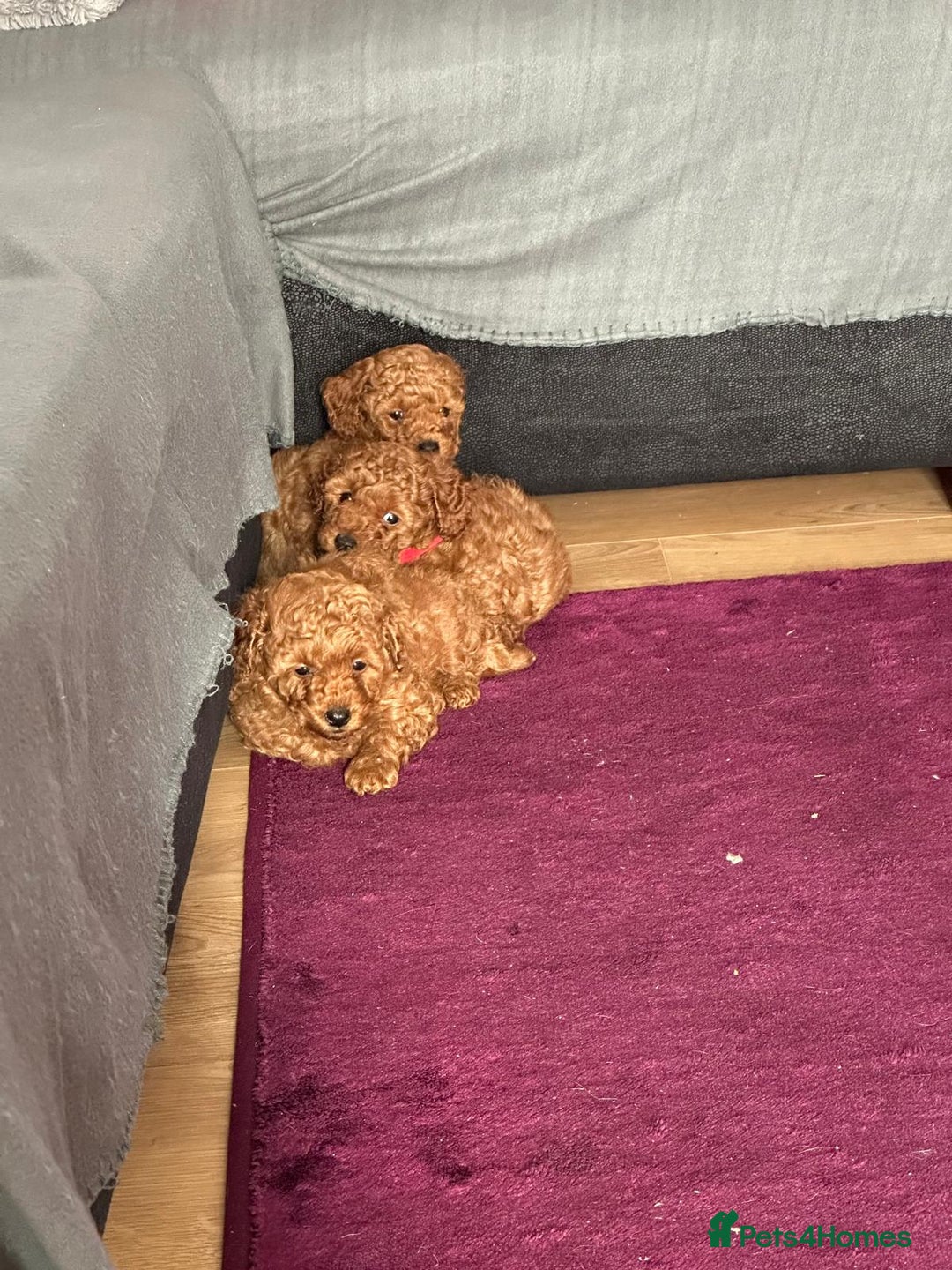 Toy Poodle dogs for sale: Toy poodle . four boys, one girl - Advert 4