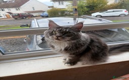 Maine Coon cats for sale: GCCF Pedigree Russian line Maine Coon - Advert 17