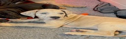 Great Dane dogs for sale: Waiting List Open - Advert 8