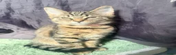 Domestic Shorthair cats for sale: 6 adorable kittens for sale - ready now  - Advert 3