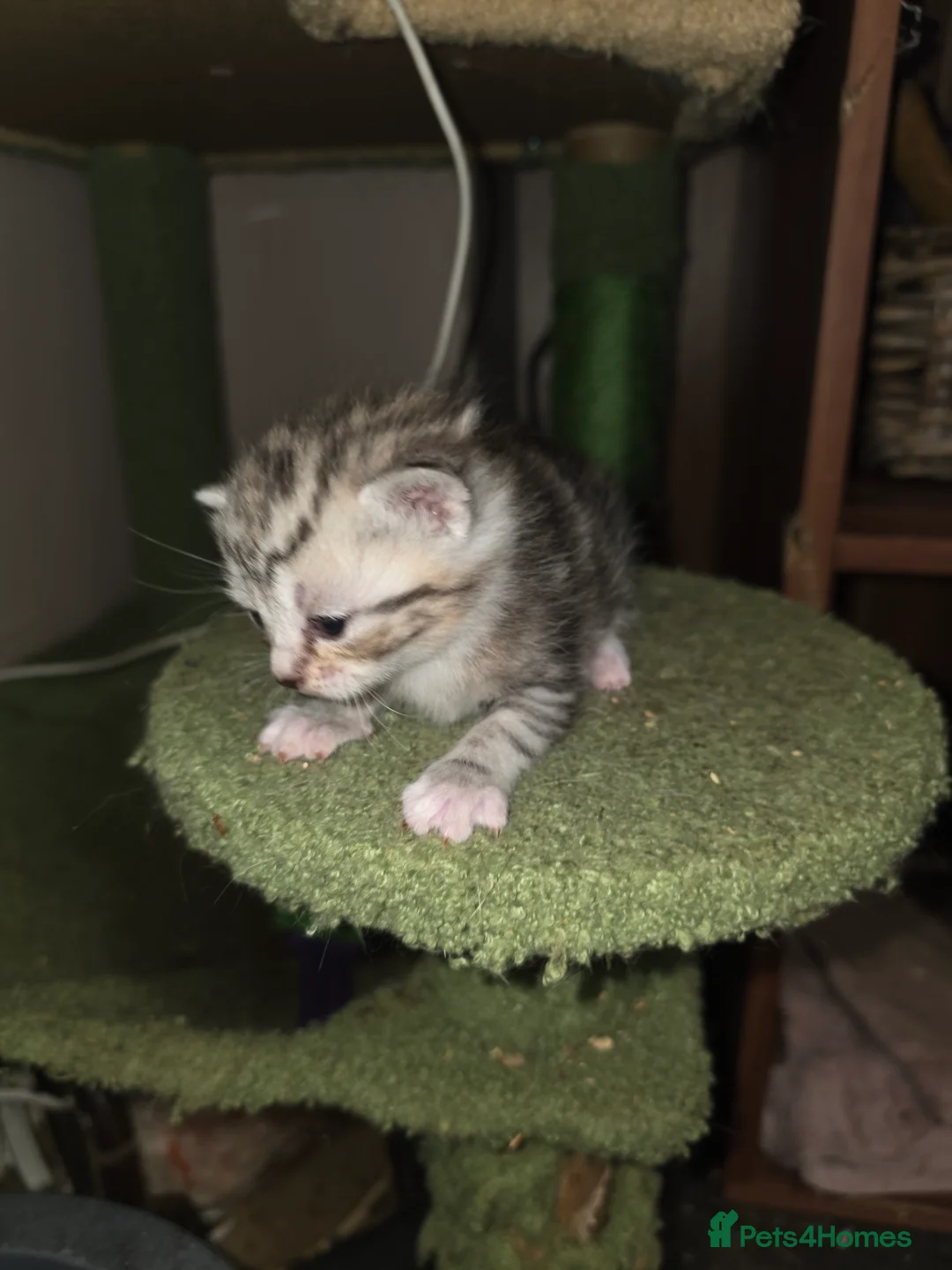 Mixed Breed cats for sale: Beautiful kittens  - Advert 5