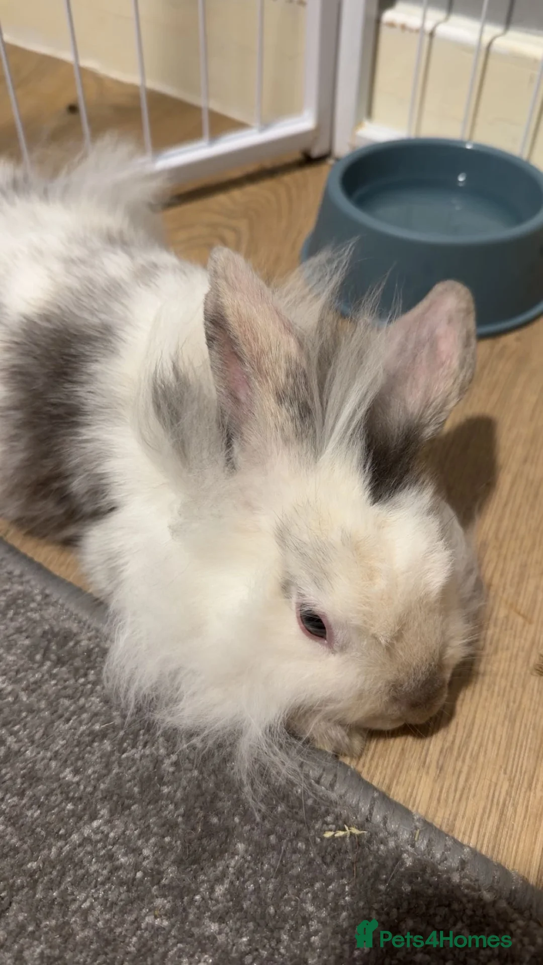 Angora rabbits for sale: Beau the mini angora  - Advert 1