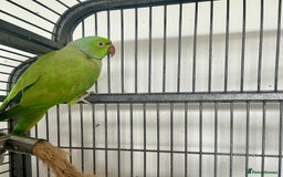 Parakeets birds for sale: Indian Ringnecks for sale in Southend-on-Sea - Image 6