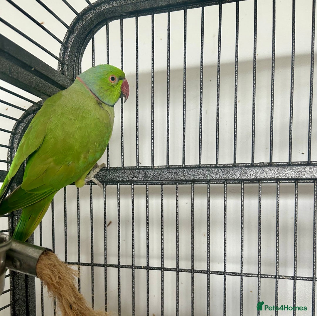 Parakeets birds for sale: Indian Ringnecks for sale in Southend-on-Sea - Image 6