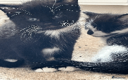 British Shorthair cats for sale: kittens shorthair mix breed in Shifnal - Image 7