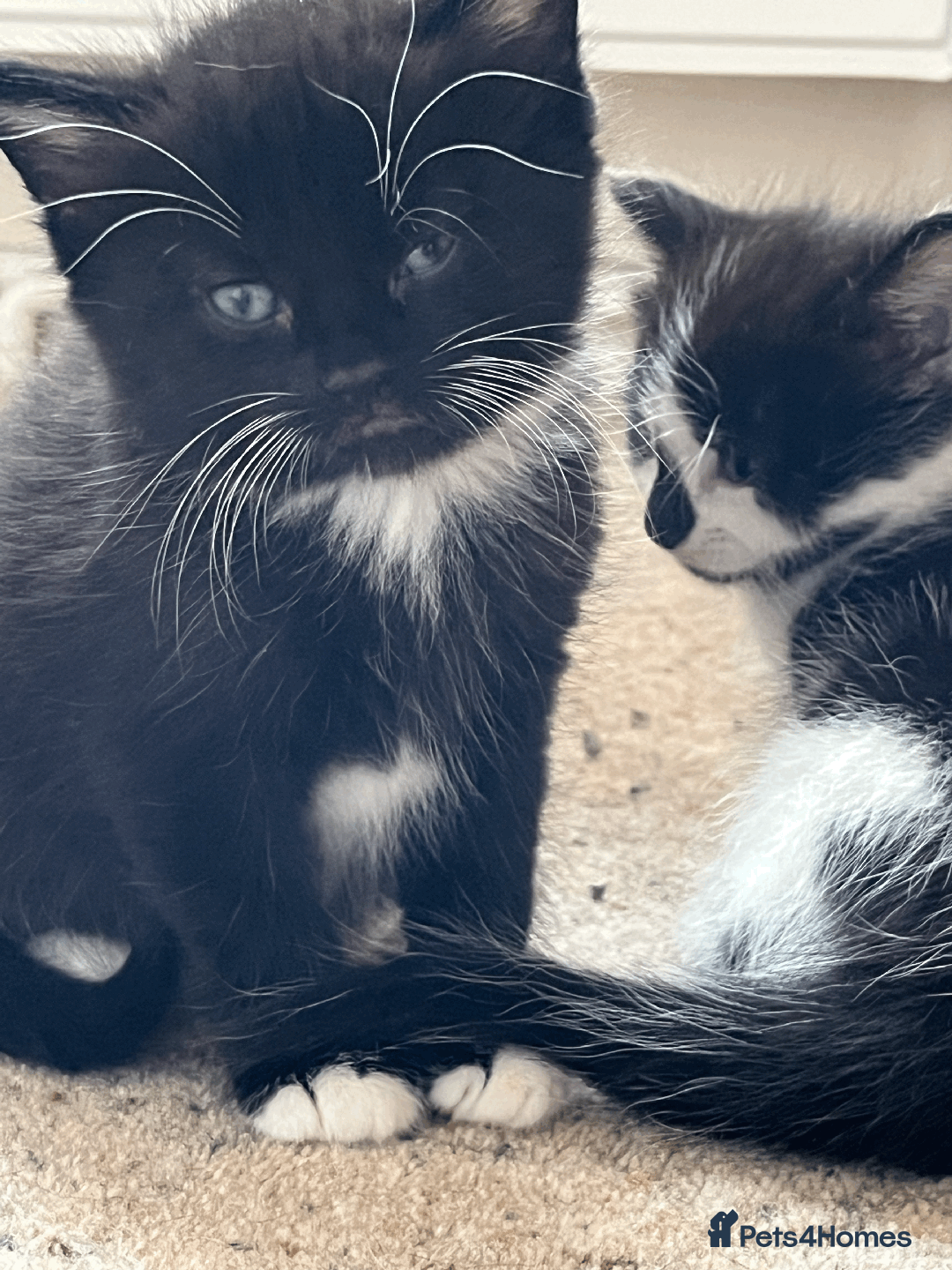 British Shorthair cats for sale: kittens shorthair mix breed in Shifnal - Image 7
