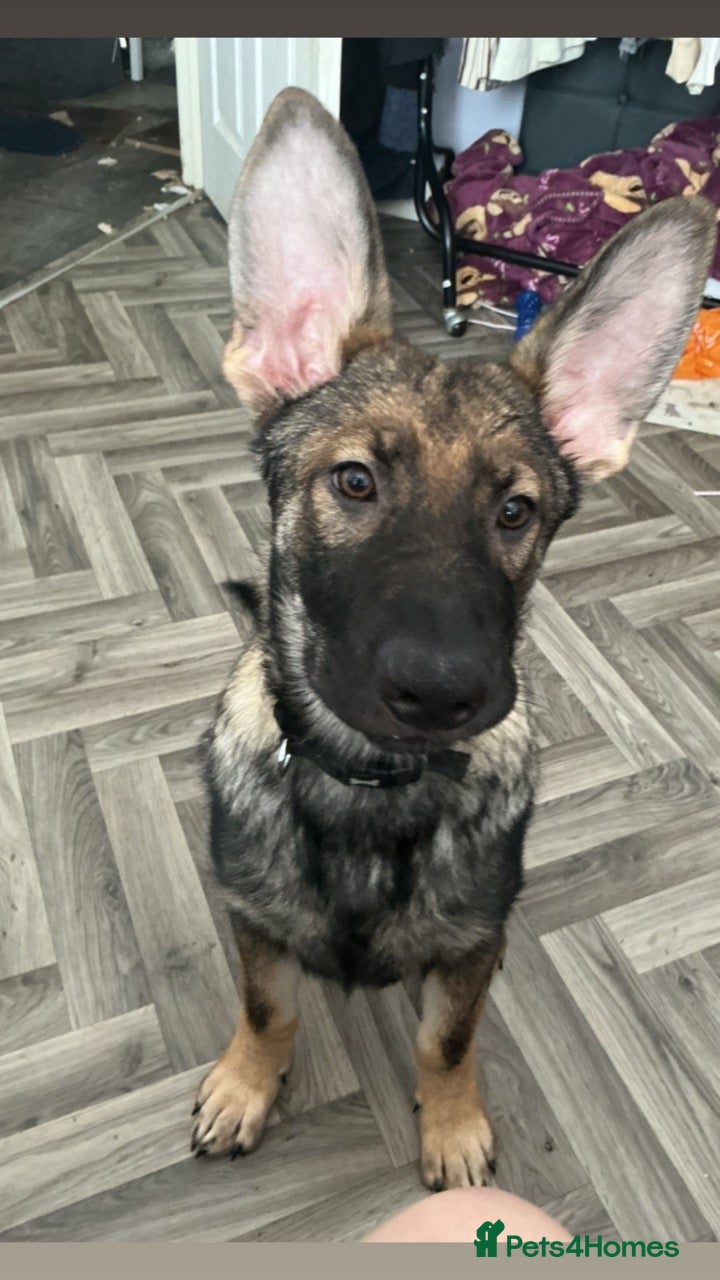 Mixed Breed dogs Coba (Husky X German shepherd) - Advert 7