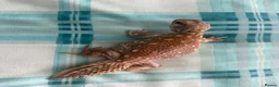 Lizard reptiles for sale: WANTED MALE UROMASTYXS  - Advert 2