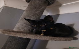Mixed Breed cats for sale: Female Black 4 months old - Image 2