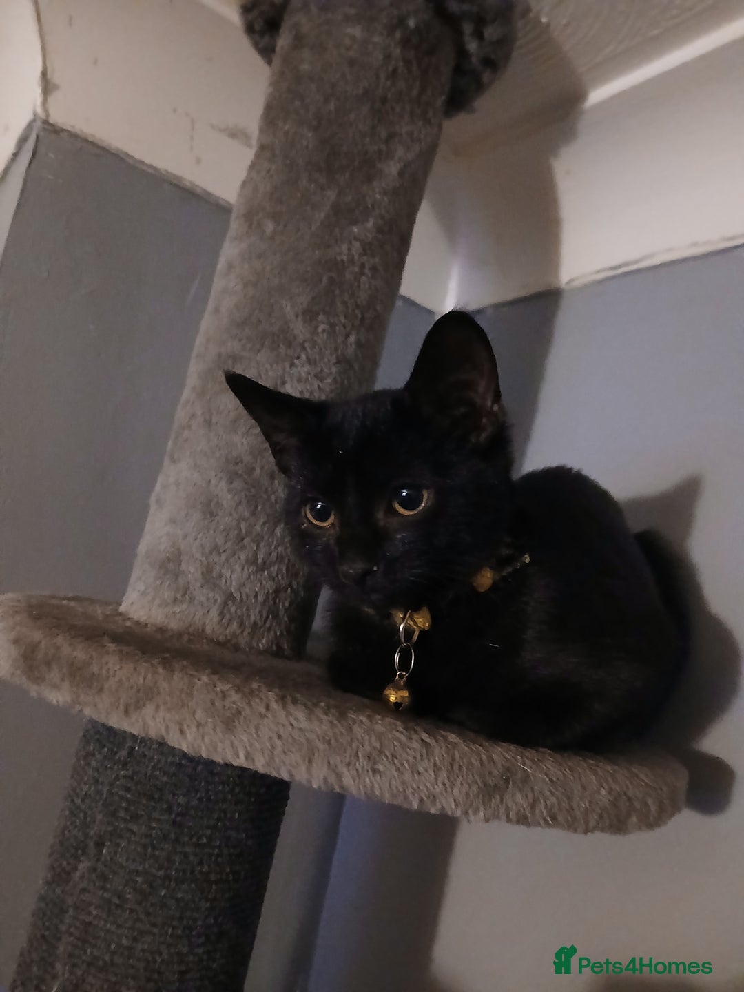 Mixed Breed cats for sale: Female Black 4 months old - Image 2
