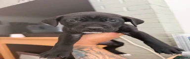 Cane Corso 4