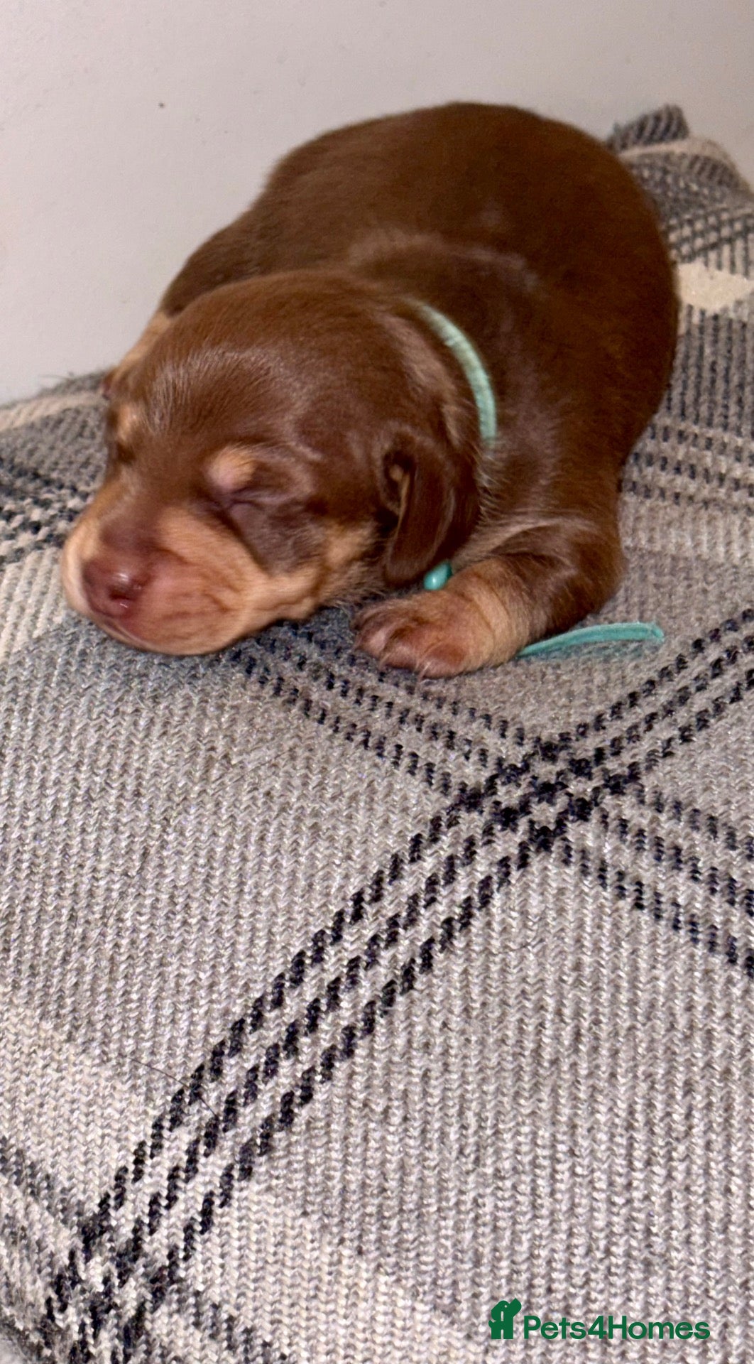 Miniature Dachshund dogs 🐾 STUNNING  MINIATURE DACHSHUND PUPPIES  - Advert 2