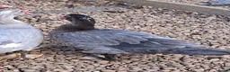 Ducks poultry for sale: Muscovy Drakes - Advert 7