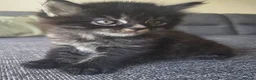 Mixed Breed cats for sale: Adorable long haired girls looking for 5* homes - Advert 3