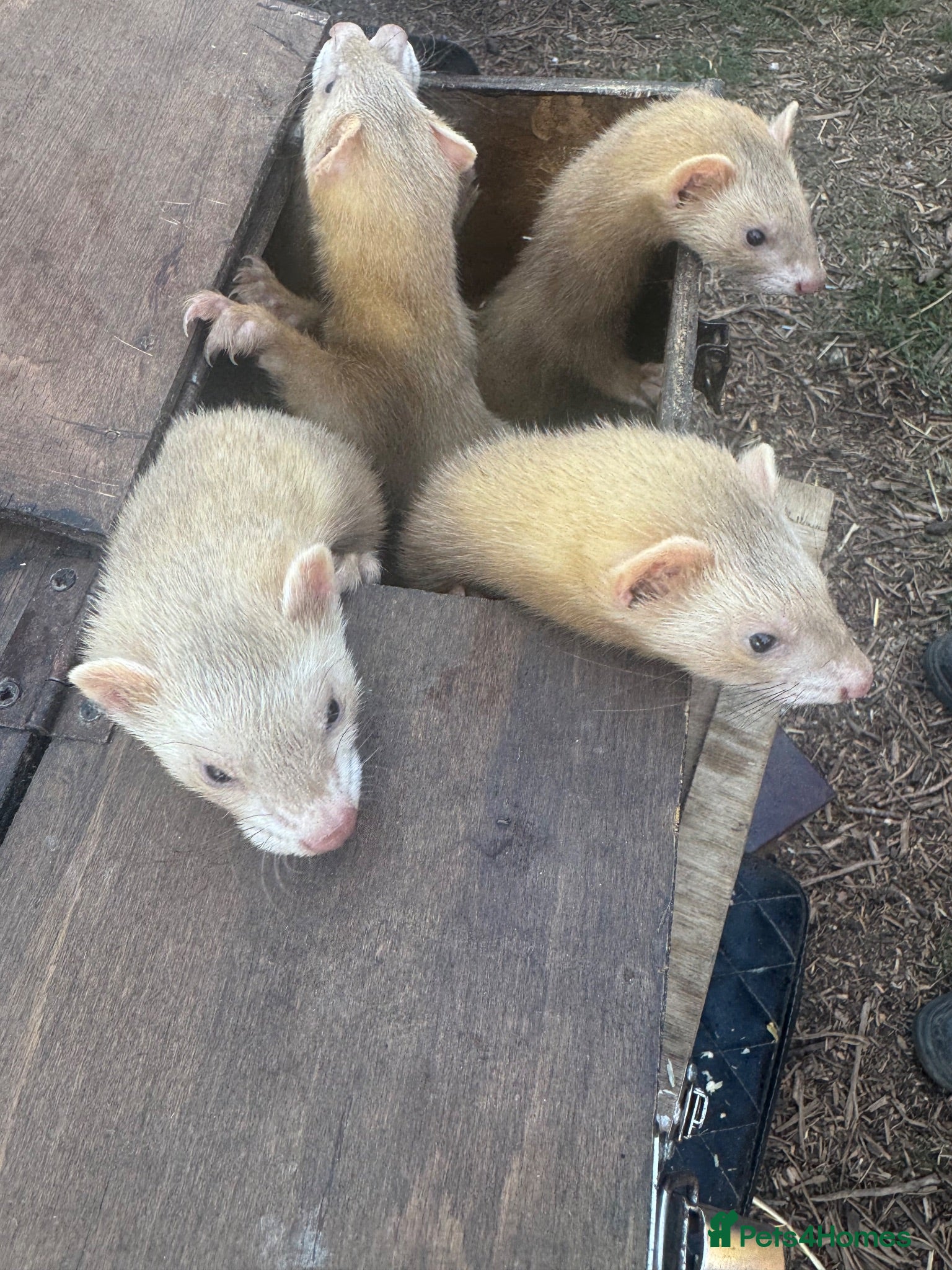 Ferret rodents 5 ferrets for sale  - Advert 1