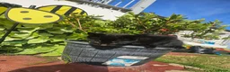 Mixed Breed cats for sale: Sweet little kittens in Sheerness - Advert 5