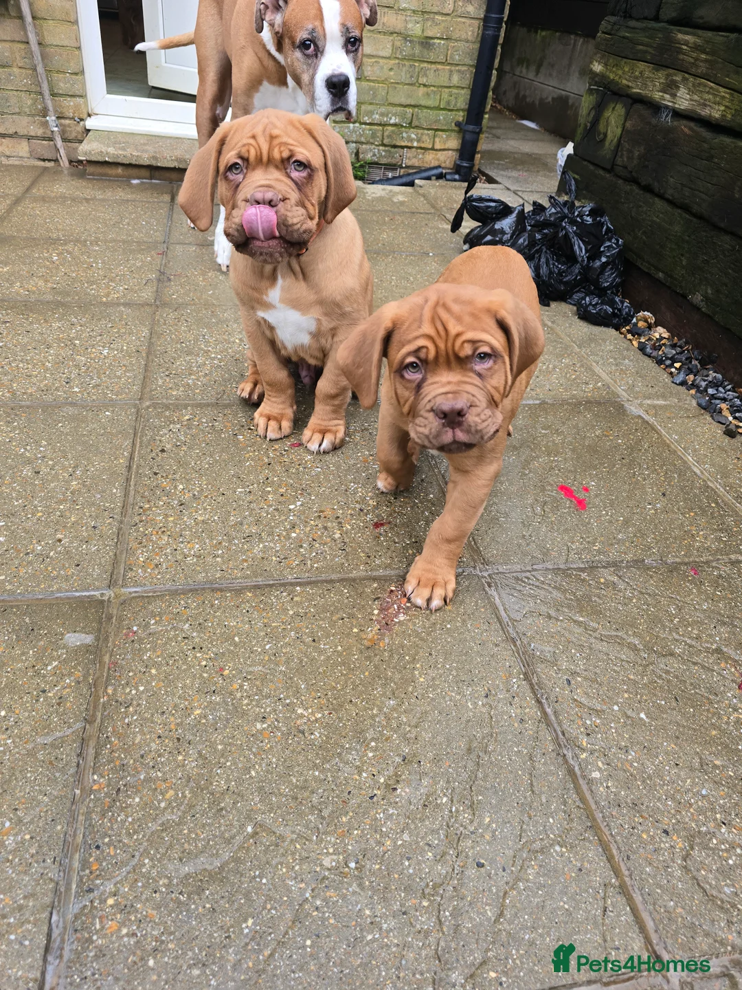 Dogue De Bordeaux dogs for sale: Just 1 male Dogue de bordeux puppy left for sale! - Advert 4