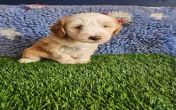 Tibetan Terrier dogs for sale: Fantastic Tibetan terriers - Image 2