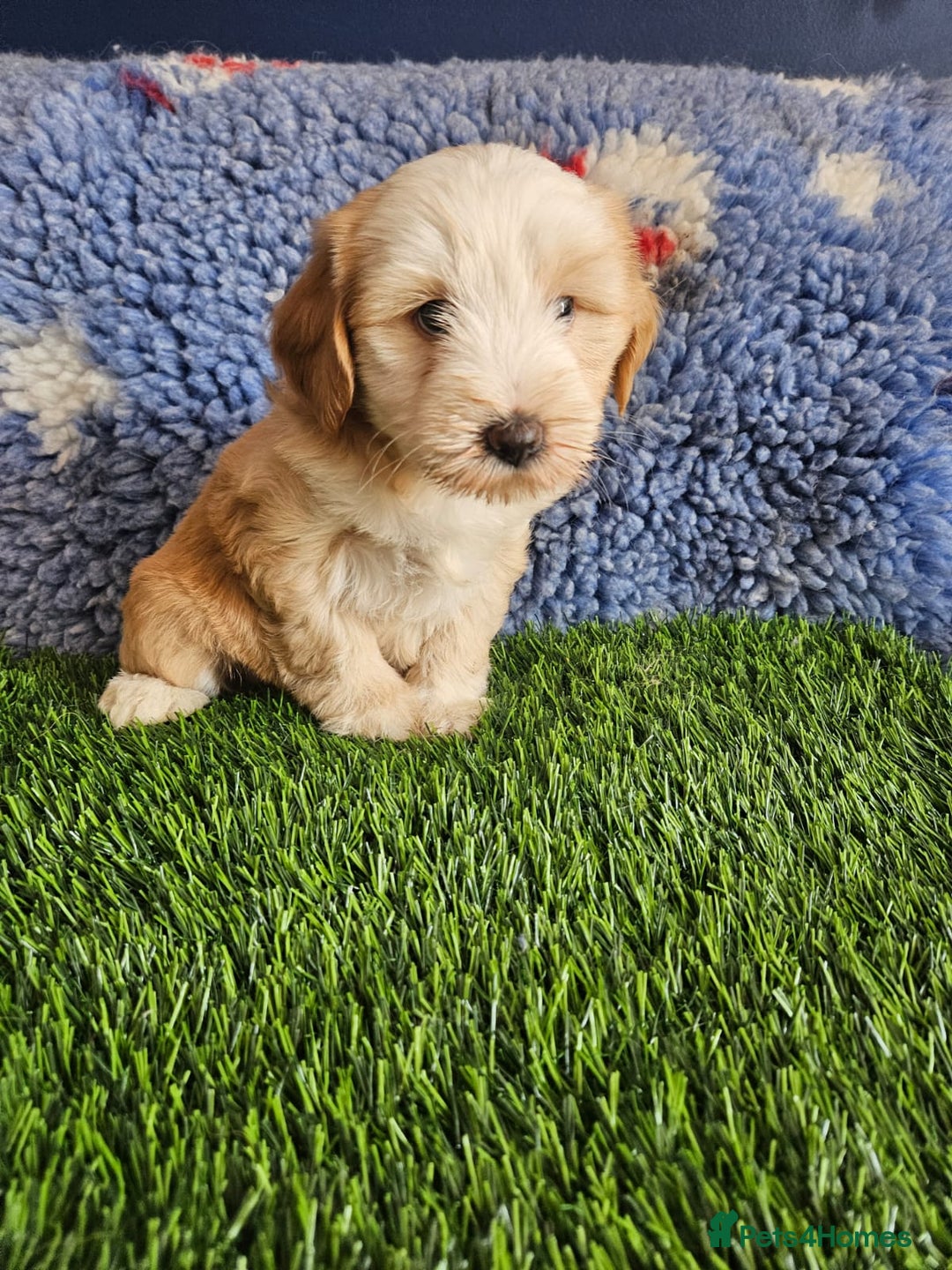 Tibetan Terrier dogs for sale: Fantastic Tibetan terriers - Image 2