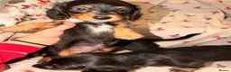 Dachshund dogs for sale:  Dachshunds 4 girls,5 boys 3 wired haired 6 smooth - Advert 2