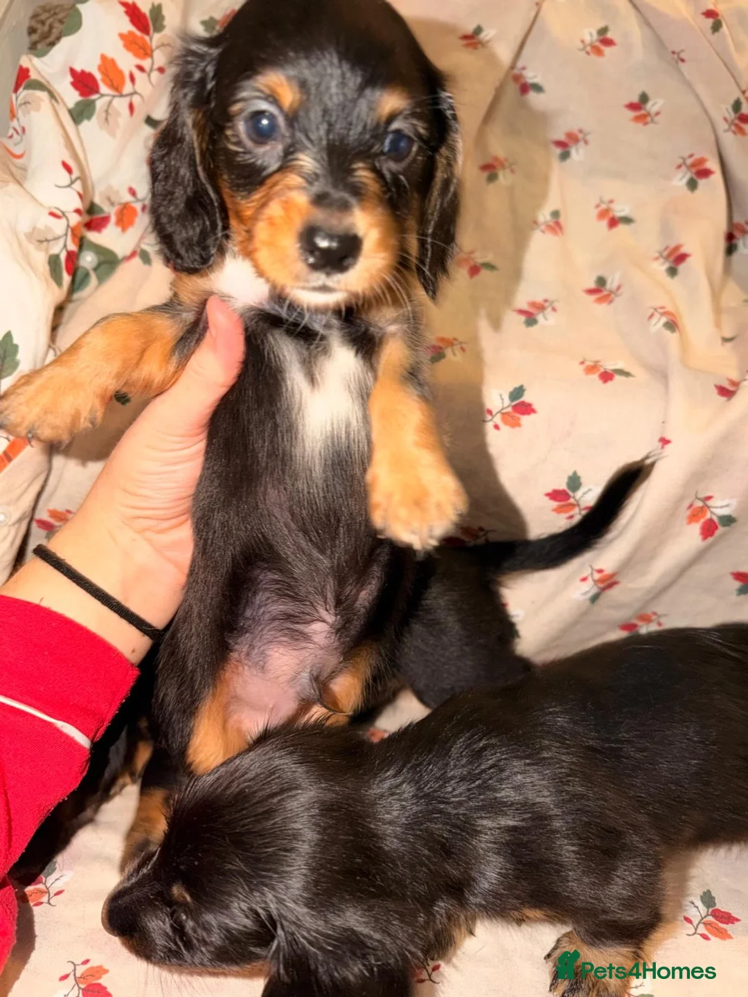 Dachshund dogs for sale:  Dachshunds 4 girls,5 boys 3 wired haired 6 smooth - Advert 2