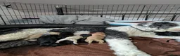 Sheepadoodle dogs for sale: Scrumptious Sheepadoodles - Advert 17