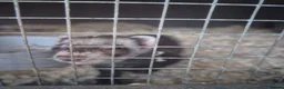 Ferret rodents for sale: Femwle ferrts with babys - Advert 7