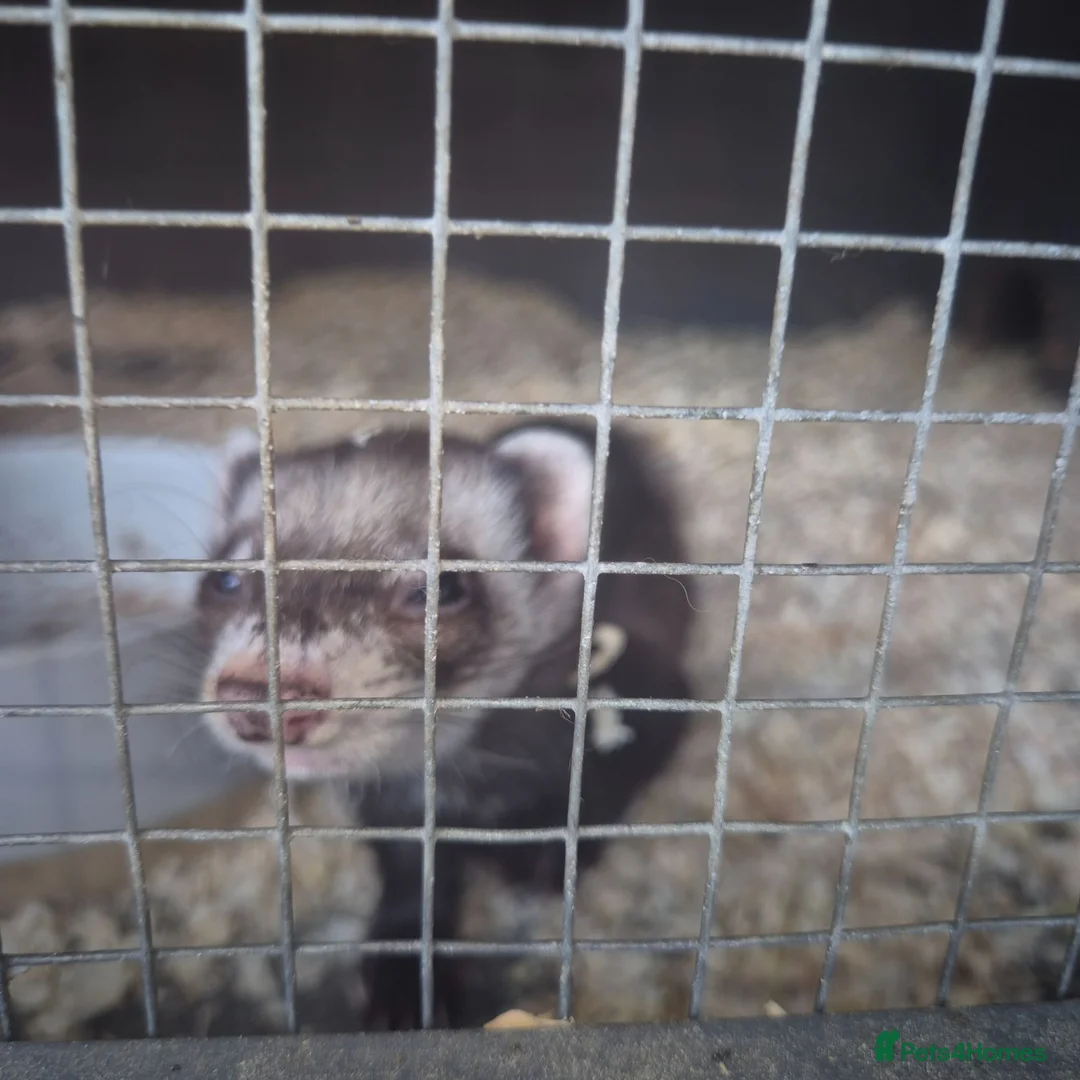 Ferret rodents for sale: Femwle ferrts with babys - Advert 7