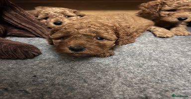 Cockapoo dogs - Advert 14