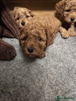 Cockapoo dogs - Advert 14