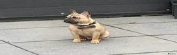 French Bulldog dogs for sale: French bulldog male  - Advert 4