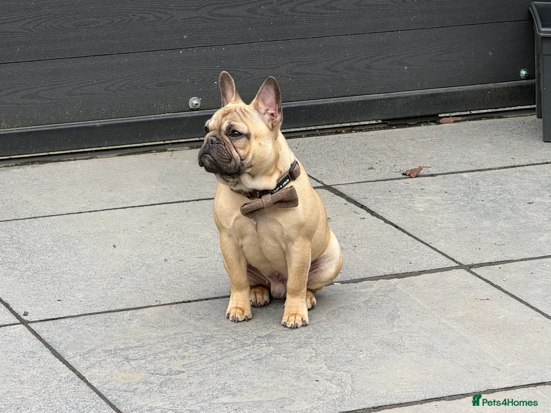 French Bulldog dogs for sale: French bulldog male  - Advert 4