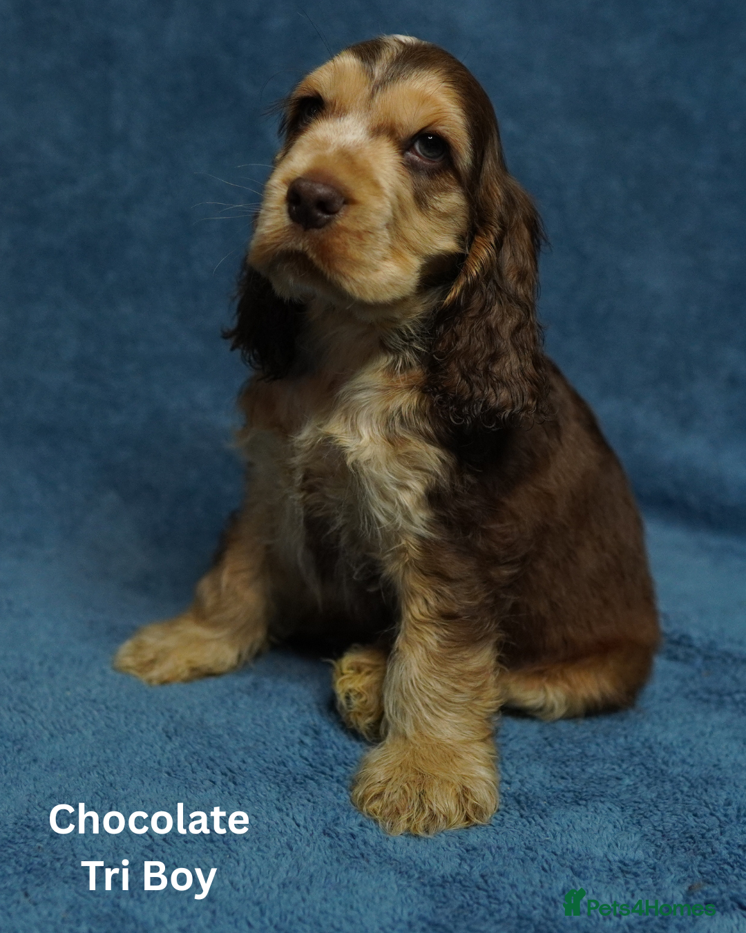 Cocker Spaniel dogs for sale: DNA Tested parents, Quality, Show Type puppies - Advert 3