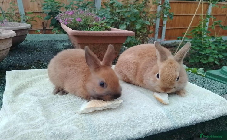 Netherland Dwarf rabbits - Advert 11