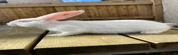 Continental Giant rabbits for sale: 💖  8 week old continental giants 💖 - Advert 4