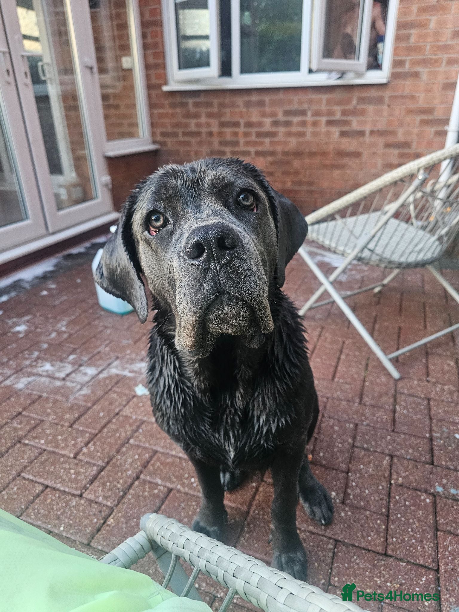 Cane Corso dogs Cane Corso 9 months old  - Advert 6