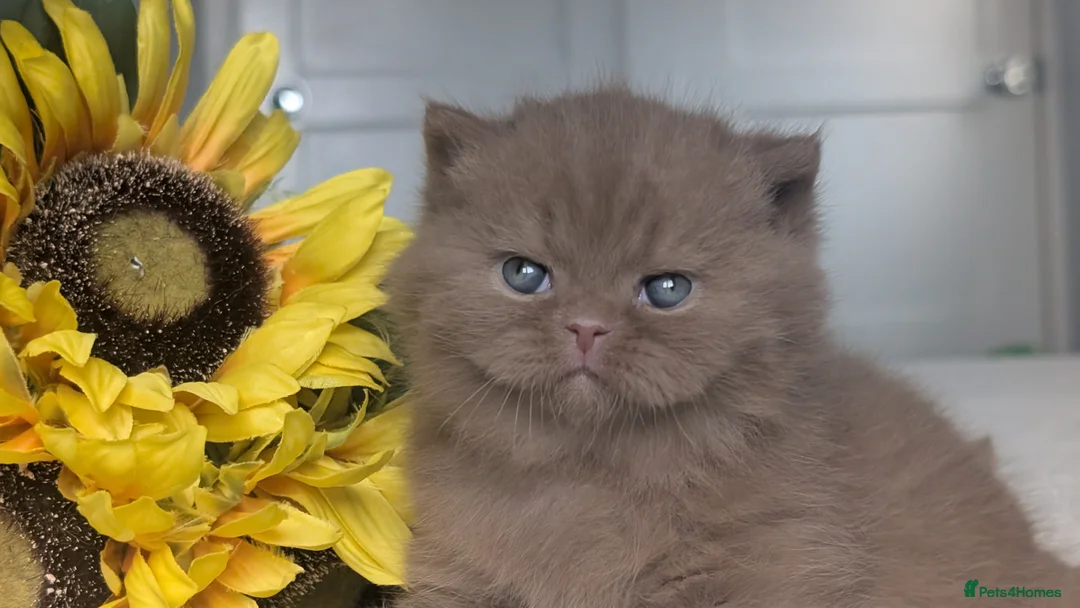 British Shorthair cats for sale: Cinnamon British Shorthair  - Advert 11