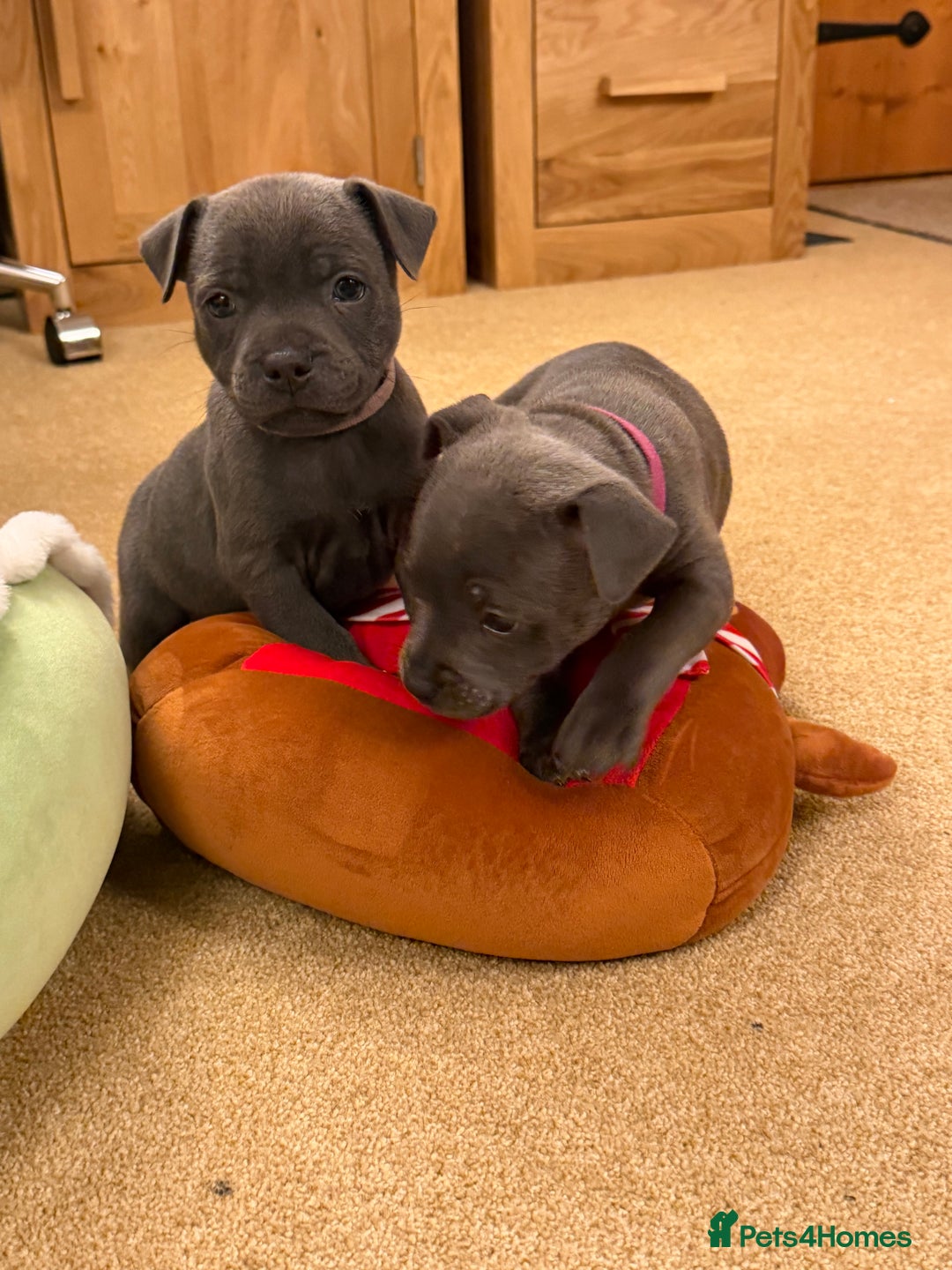 Staffordshire Bull Terrier dogs for sale: KC Registered/Health Tested Blue SBT Puppies - Advert 22