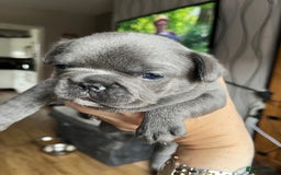 French Bulldog dogs for sale: Puppies for sale - Image 11