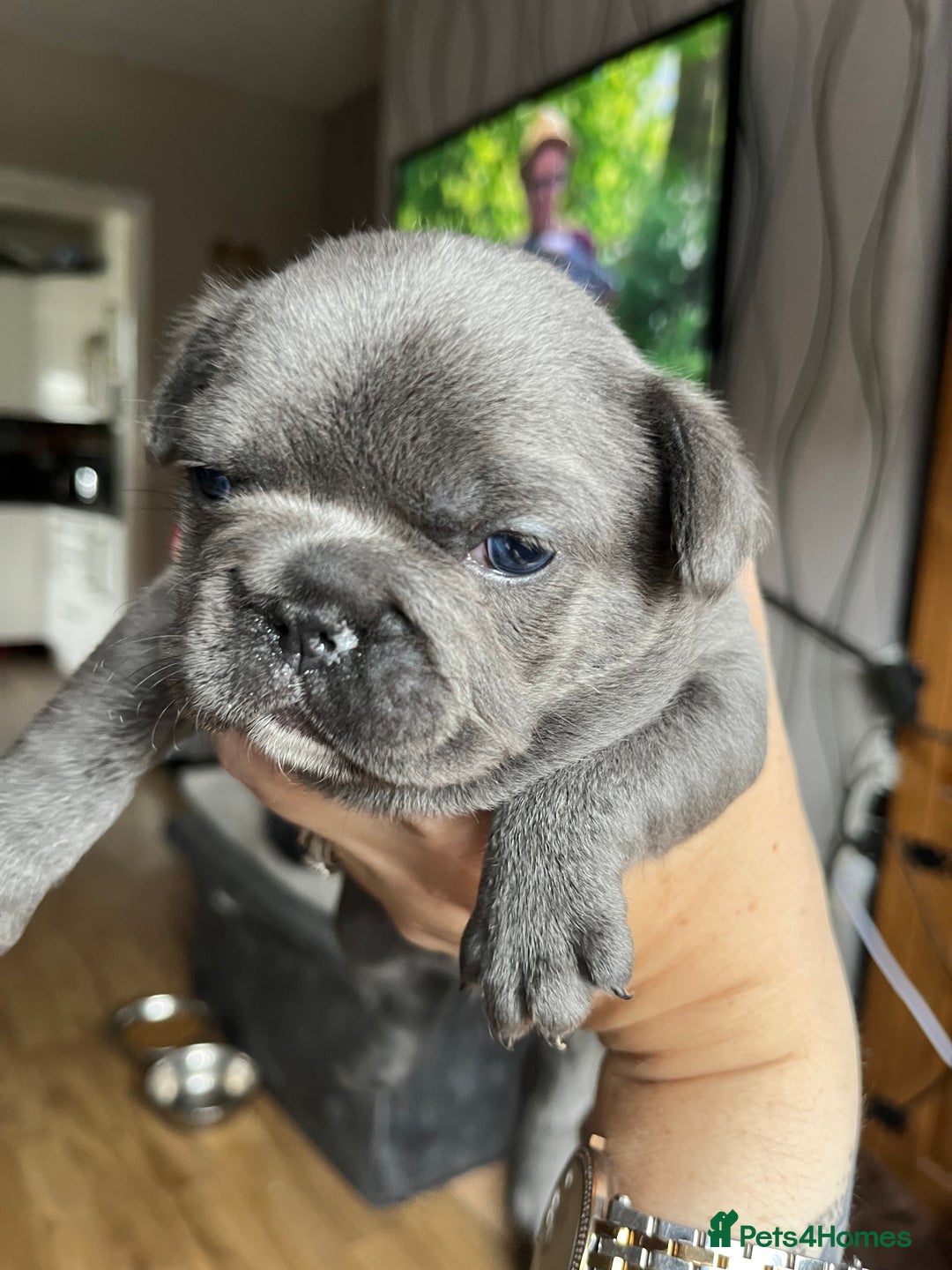 French Bulldog dogs for sale: Puppies for sale - Image 11