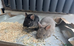 Netherland Dwarf rabbits for sale: Mixed Netherlands dwarf bunnies - Image 2